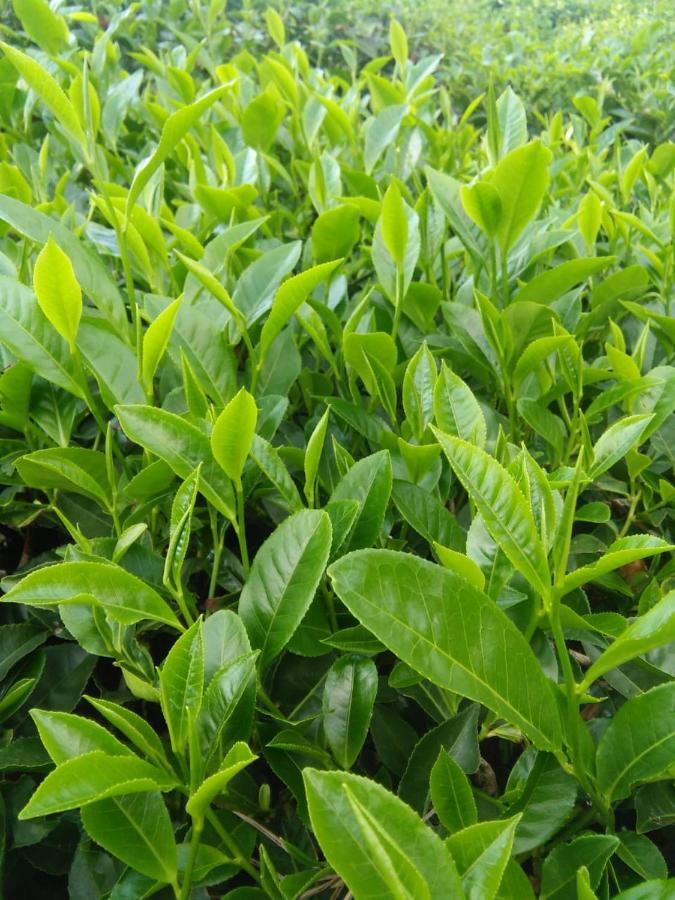 Orion County Hotel Vagamon Ngoại thất bức ảnh